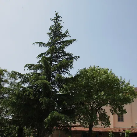 La Mimosa למזיה טרמה