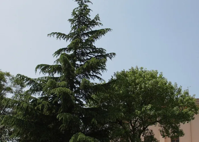 La Mimosa Lamezia Terme